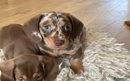 Miniature Dachshund dogs for stud: STUD chocolate dapple and tan miniature dachshund - Image 9