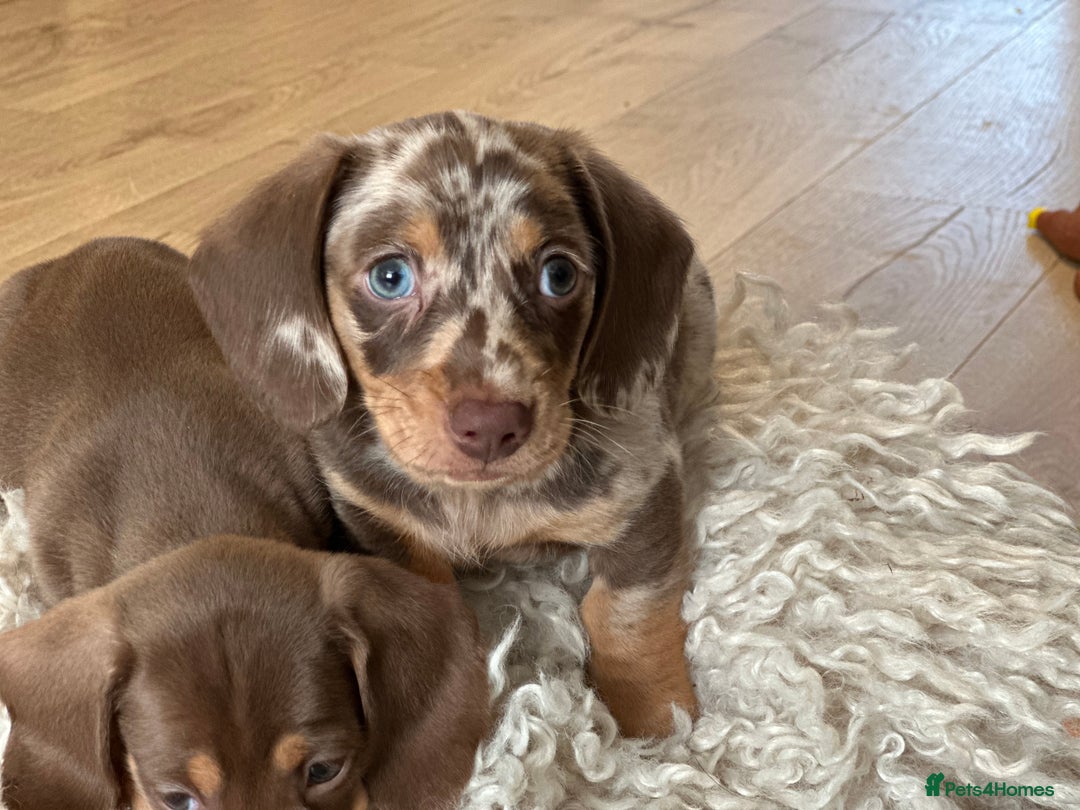 Miniature Dachshund dogs for stud: STUD chocolate dapple and tan miniature dachshund - Image 9