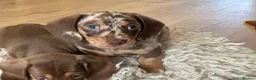 Miniature Dachshund dogs for stud: STUD chocolate dapple and tan miniature dachshund - Advert 9