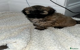 Lhasa Apso dogs for sale: 3 fluffy puppies  - Image 6