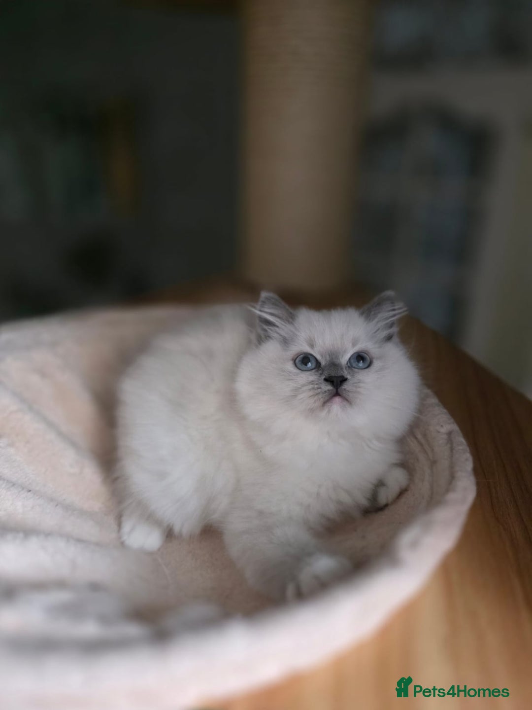 Ragdoll cats for sale: 🩷Amazing European Grand Champion lines🏆🥇 TICA💙 - Advert 16