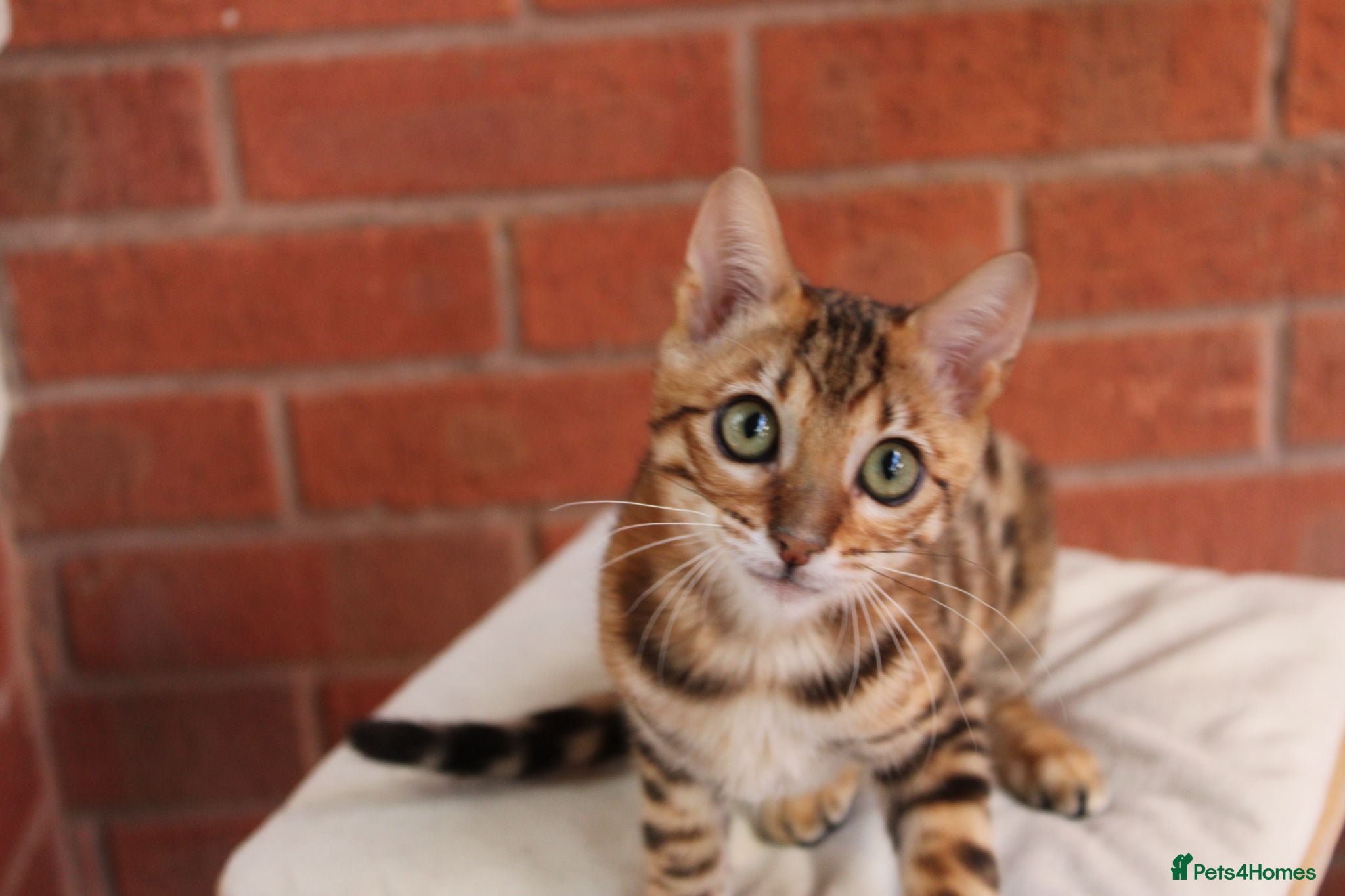 Bengal cats 🐾 Beautiful Bengal Kitten Aurora🐾 - Advert 1
