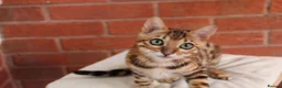 Bengal cats for sale: 🐾 Beautiful Bengal Kitten Aurora🐾 - Advert 9
