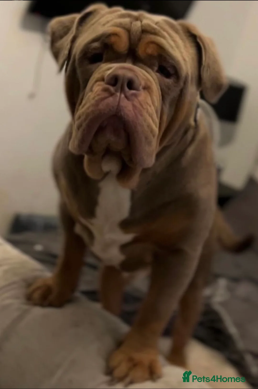 Olde English Bulldogge dogs for stud: Olde English Bulldog stud well proven - Advert 8