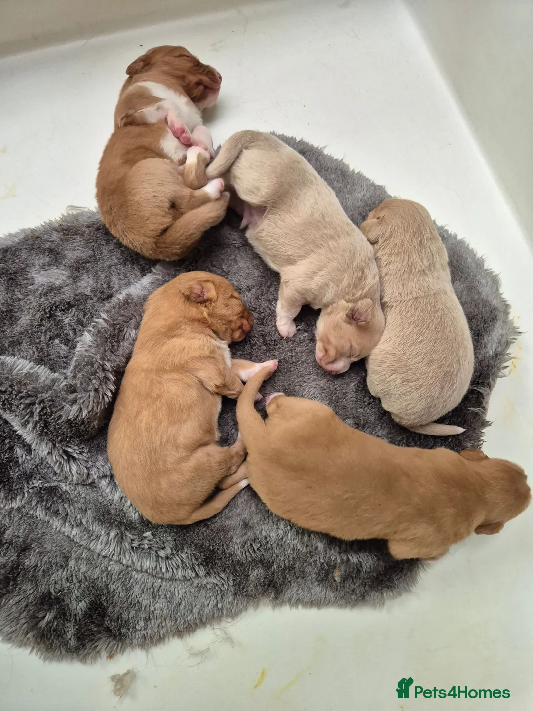 Nova Scotia Duck Tolling Retriever dogs for sale: Scalpsie Toller Puppies  - Advert 2