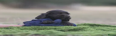 Cocker Spaniel 1