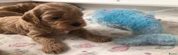 Cavapoo dogs for sale: Stunning red Cavapoo puppies  - Advert 10