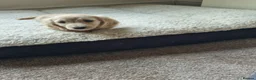 Miniature Dachshund dogs for sale: Gorgeous Long Haired Cream Miniature Dachshunds - Advert 21