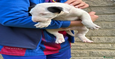 English Bull Terrier dogs - Advert 2