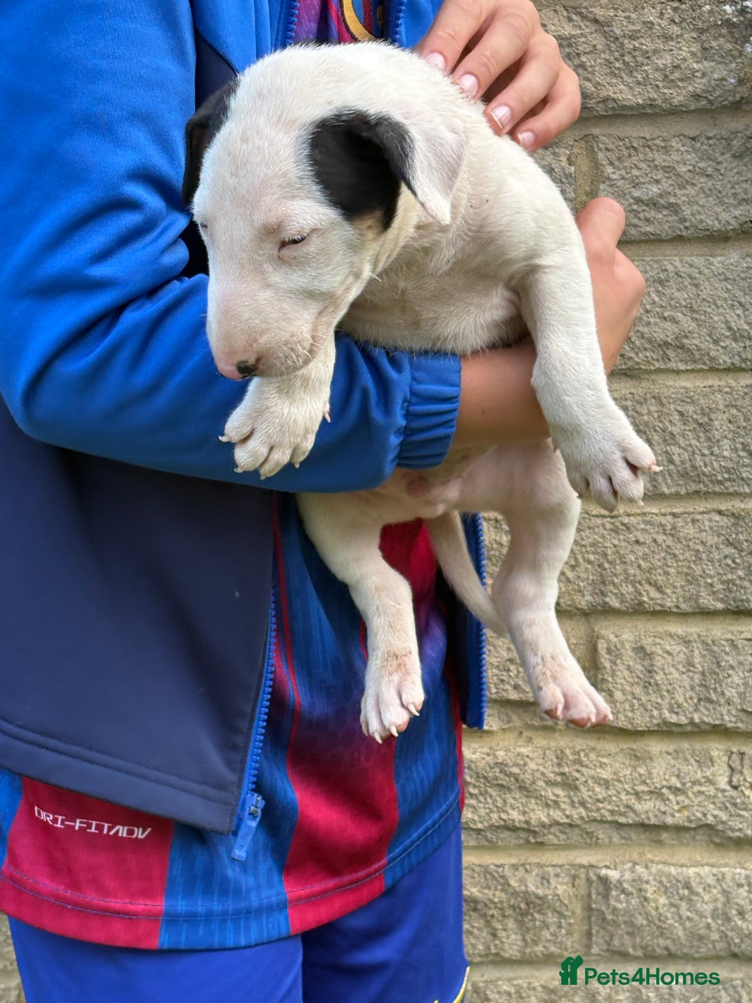 English Bull Terrier dogs for sale: Mr Chris Robinson  - Image 3