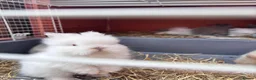 Mixed Breed rabbits for sale: Double Manned Lionhead Dwarf Rabbits  - Advert 9
