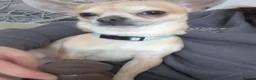 Chihuahua dogs for sale: Male chihuahua 3 years old in Torpoint - Advert 2