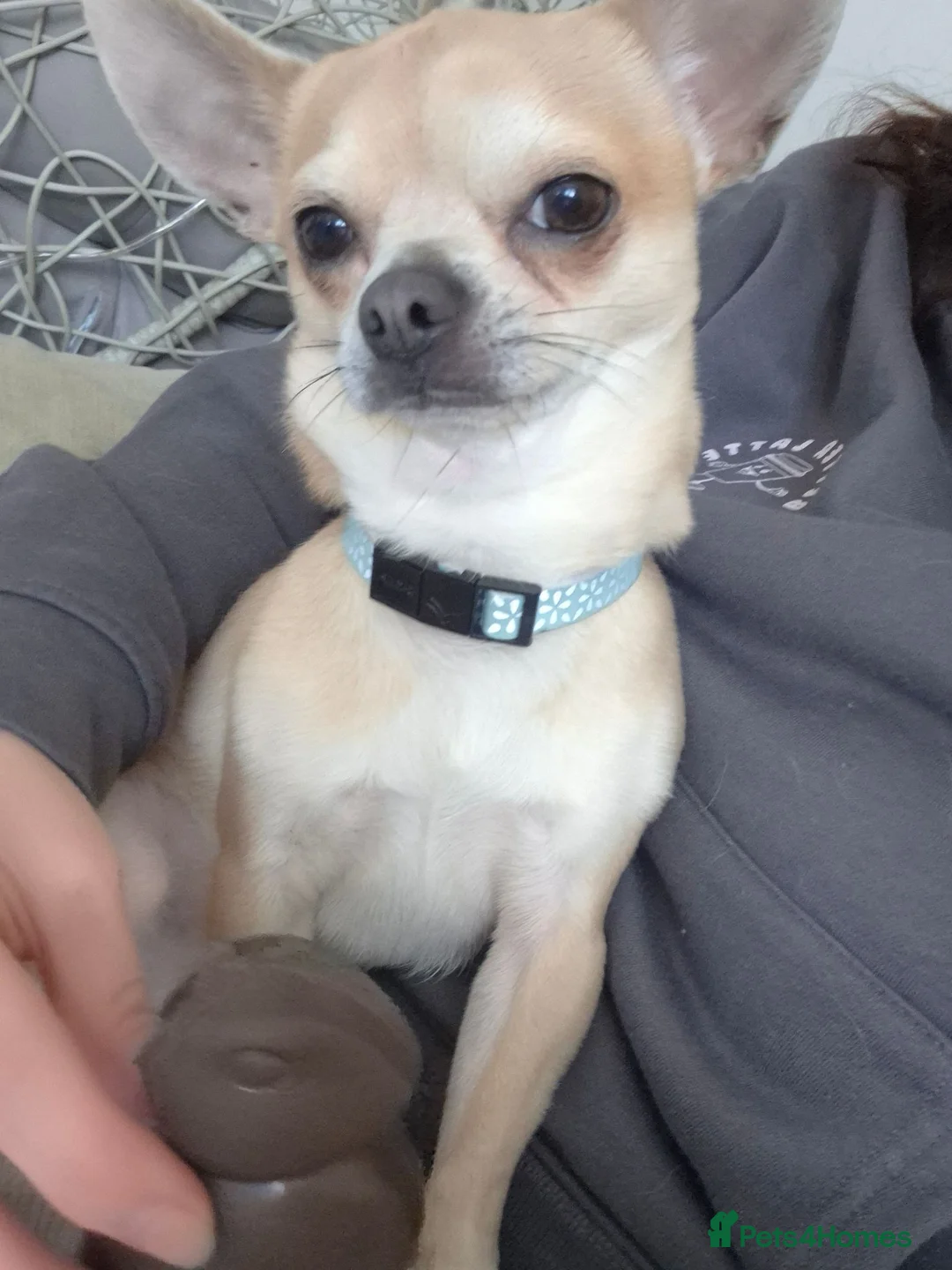 Chihuahua dogs for sale: Male chihuahua 3 years old in Torpoint - Advert 2