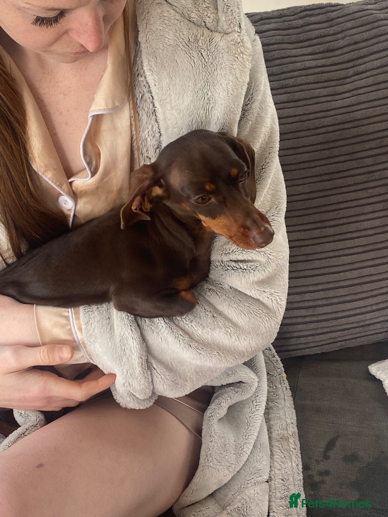 Dachshund dogs Dachshund pup 6 months old  - Advert 1