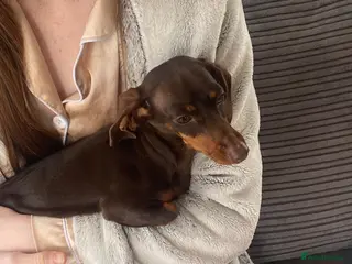 Dachshund dogs Dachshund pup 6 months old - Advert 7