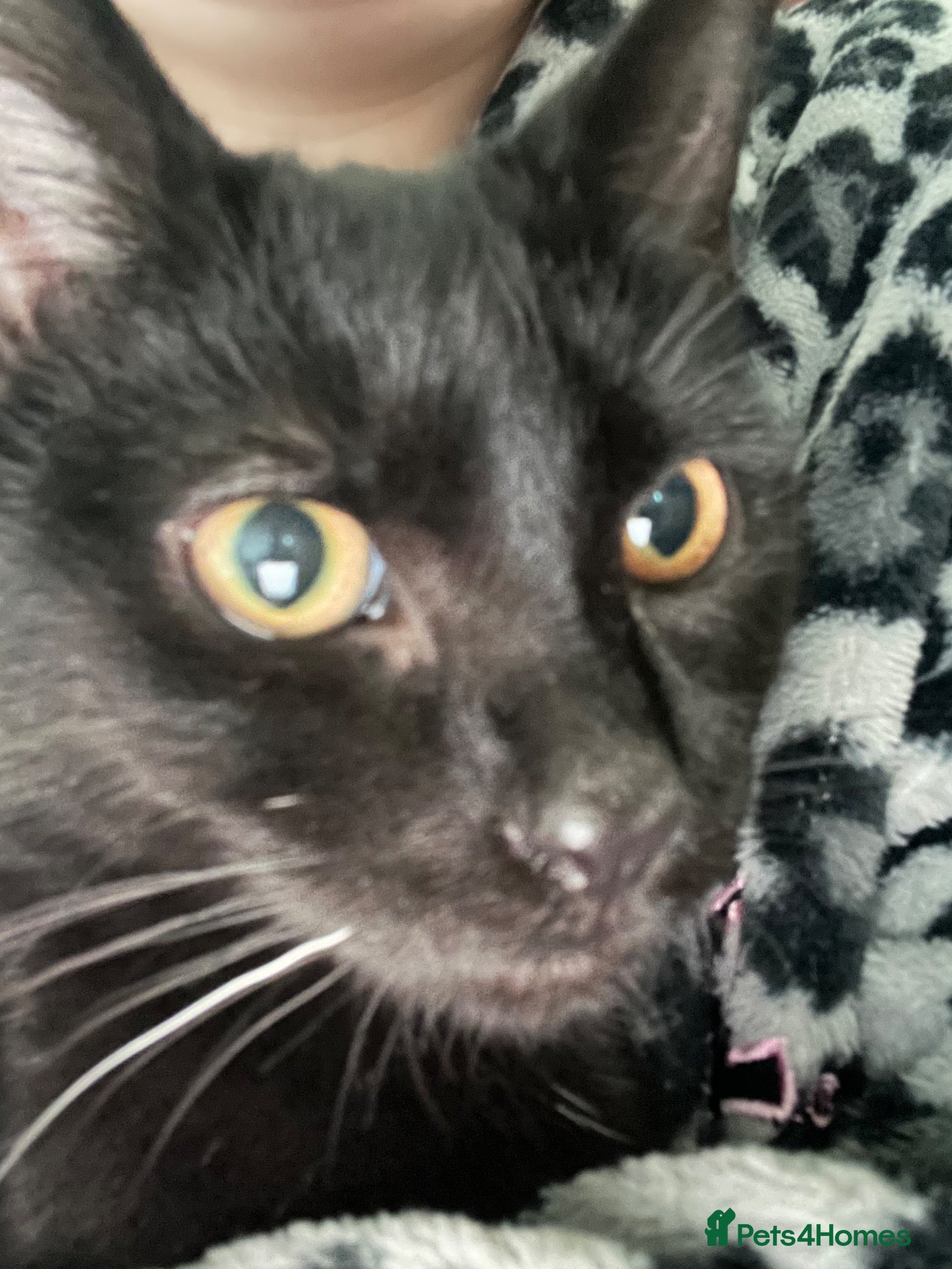 Mixed Breed cats ✨four lively kittens looking for loving homes✨ - Advert 7