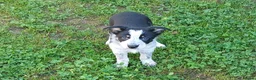 Border Collie dogs for sale: Adorable female sheepdog pups for sale  in Brecon - Advert 10