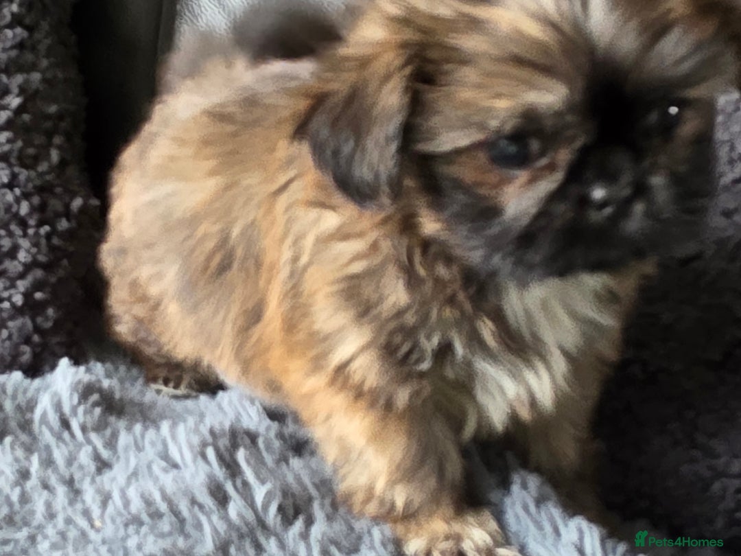 Shih Tzu dogs for sale: Ready now small/tiny Rare Brindle Imp Shih Tzu - Image 12
