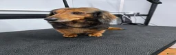 Miniature Dachshund dogs for sale: miniature dachshund long haired female - Advert 2