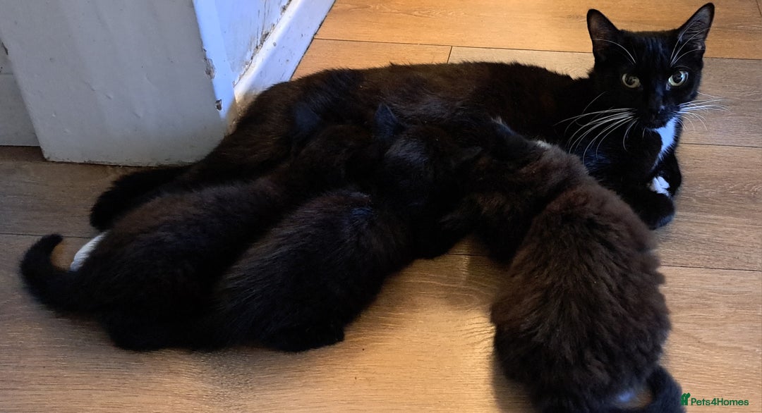 Mixed Breed cats for sale: Gorgeous Cross Kittens 🌟 - Advert 12