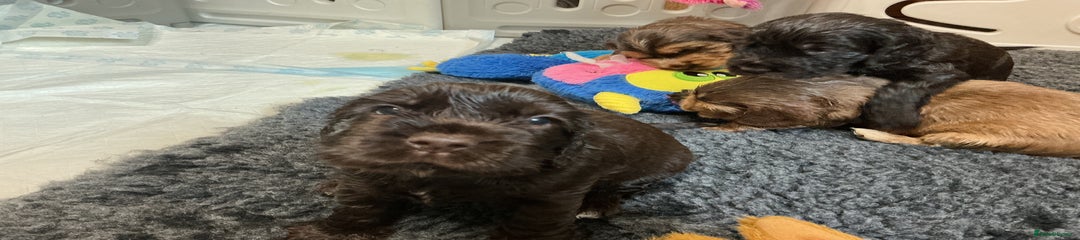 Cocker Spaniel Puppy 1