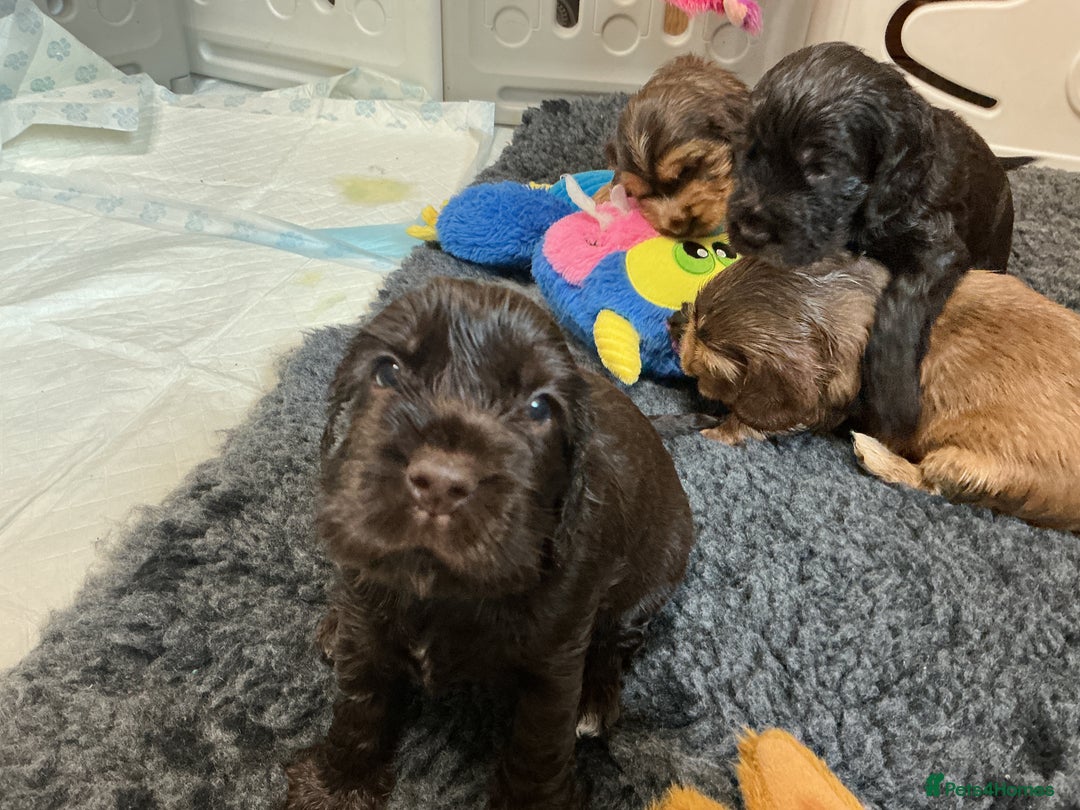 Cocker Spaniel dogs for sale: KC Reg Show Cocker Ext health tested - Image 17