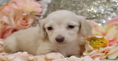 Miniature Dachshund dogs - Advert 12