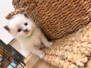 Ragdoll cats Beautiful Purebred Pedigree Blue Ragdoll Kittens - Advert 7