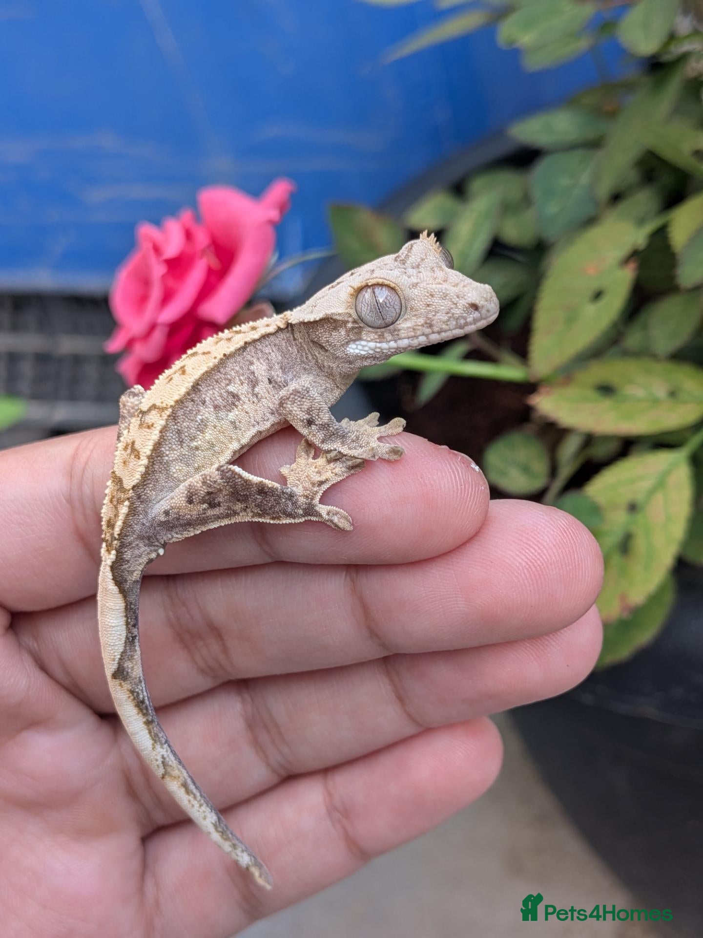 Gecko reptiles Various crested geckos  - Advert 1