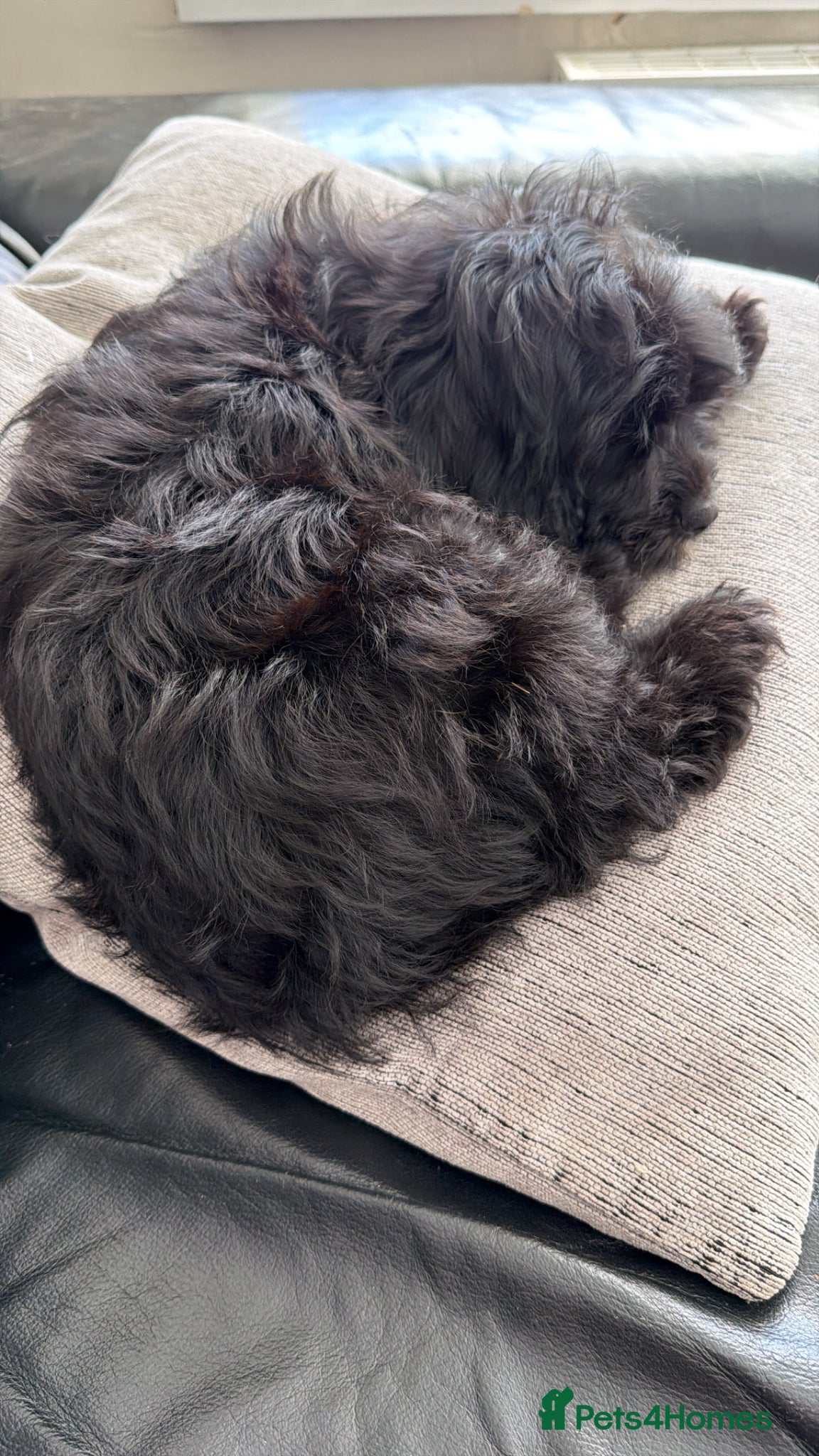 Cavapoo dogs F1 Cavapoos . **Only Two Available** - Advert 2