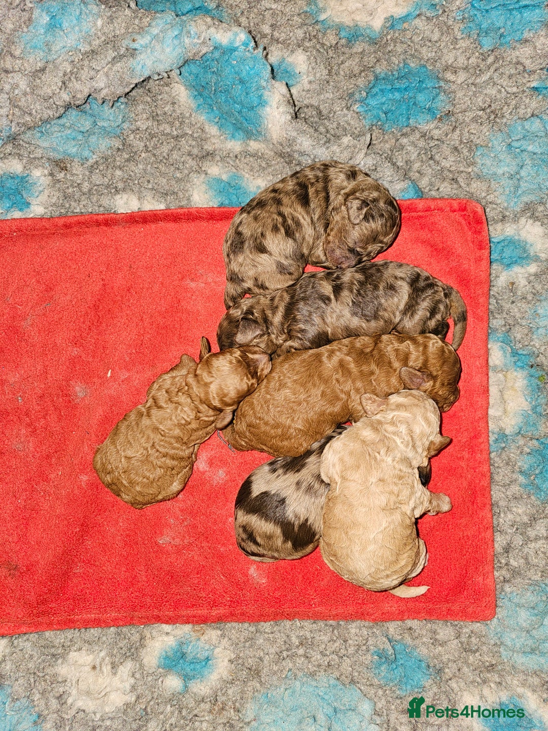 Cavapoo dogs for sale: Stunning Quality F1b Cavapoos - Advert 3