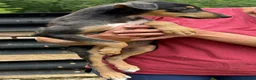 Lurcher dogs for sale: Quality Lurcher pups  in Cwmbran - Advert 7