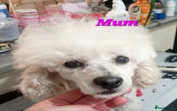 Toy Poodle dogs for sale: *REDUCED*1 WHITE BOY, 1 BLACK GIRL TOY POODLES in Colwyn Bay - Image 7
