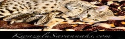 Savannah cats for sale: 12 Weeks Old 5*! -Exceptional Quality Tica Registr - Advert 5