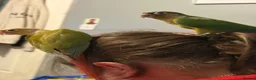 Conures birds for sale: Beautiful hand reared conure babies in Darlington - Advert 11