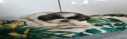 Shih Tzu dogs for sale: Shih tzu puppies - Advert 11