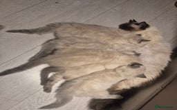 Ragdoll cats for sale: Pure Breed Ragdoll Kittens  - Advert 20