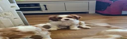 Cavalier King Charles Spaniel dogs for sale: Stunning cavalier king Charles spaniel puppy - Advert 3