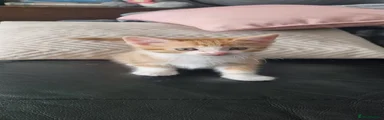 Jerry