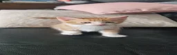 Domestic Shorthair cats for sale: 5 Gorgeous Kittens For Sale - Advert 3
