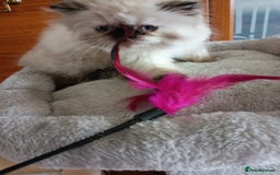 Persian cats for sale: 💗2 Boys and 1 Girl 💗 - Image 10