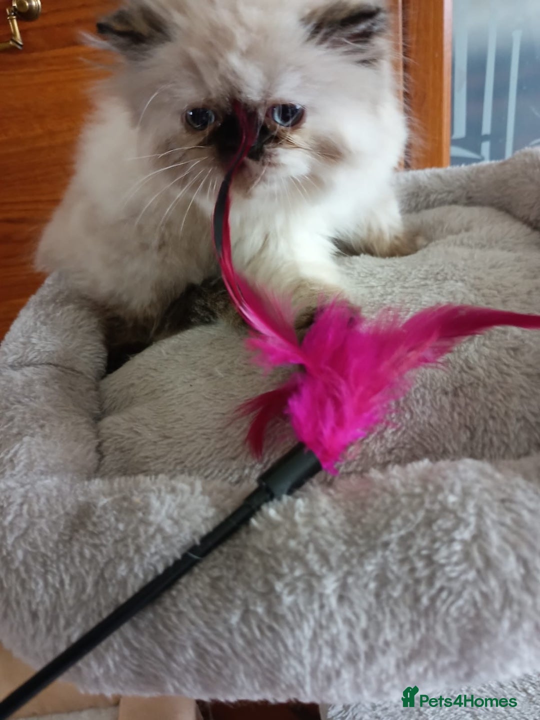 Persian cats for sale: 💗2 Boys and 1 Girl 💗 - Image 10