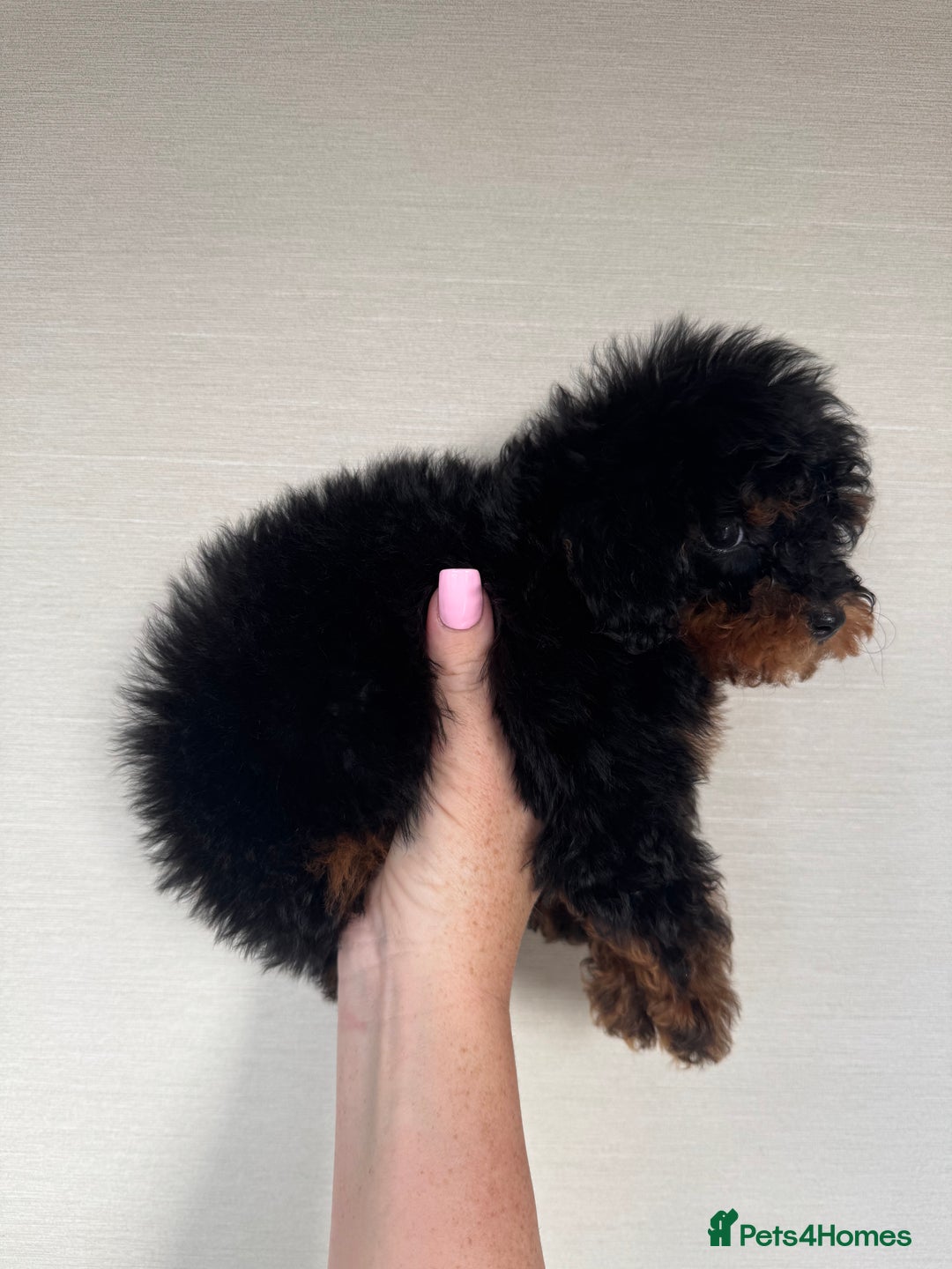 Toy Poodle dogs for sale: Extremely rare blue tiny Kc Reg Toy Poodle Puppy! - Image 21