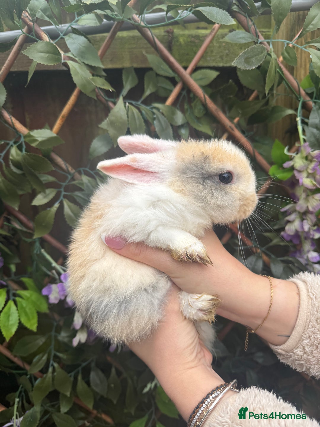 Mini Lop rabbits for sale: Mini Lop/Rex Bunnies ❄️  - Advert 4