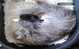 Persian cats for sale: 2 Gorgeous persian kittens - Image 4