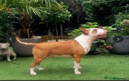 English Bull Terrier dogs for sale: Beautiful girl - Image 24