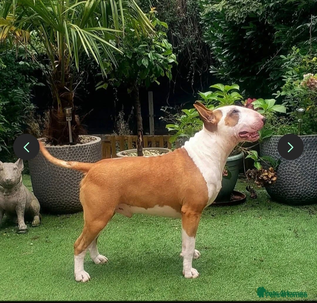 English Bull Terrier dogs for sale: Beautiful girl - Image 24