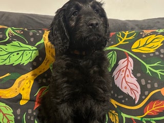 Goldendoodle dogs Black Phantom Goldendoodles Ready For A New Home! - Advert 1