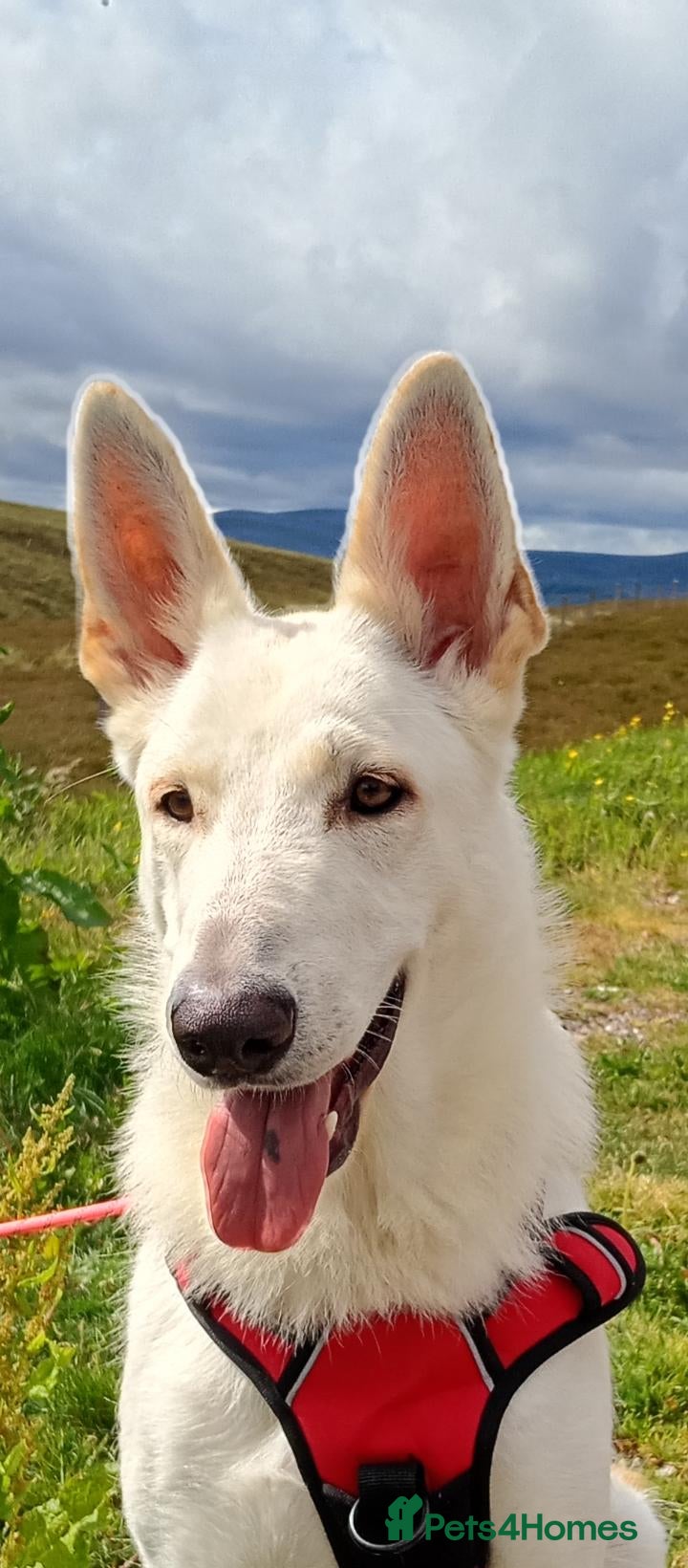 Shepsky dogs Beautiful shepsky pups - Advert 3
