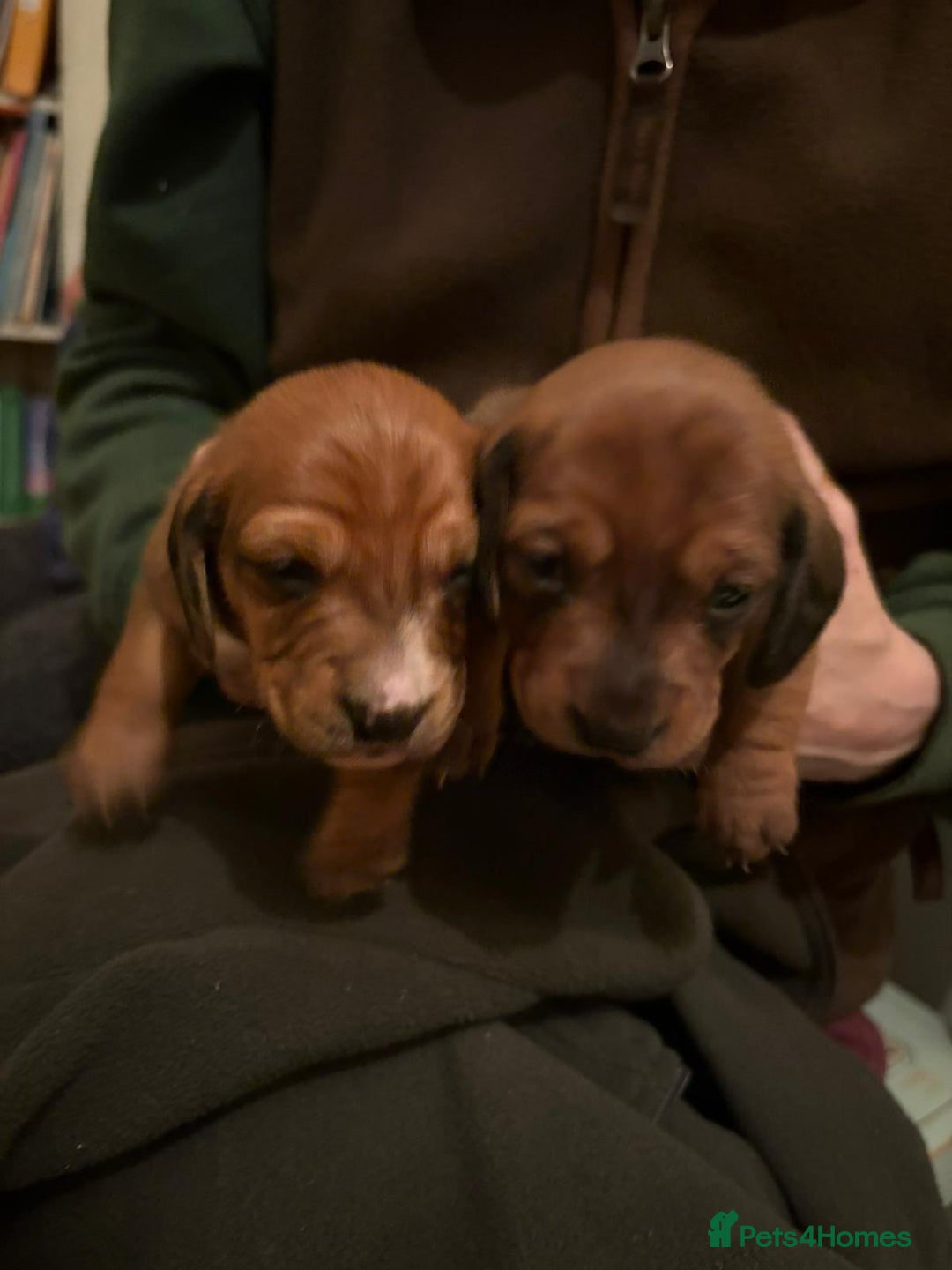 Dachshund dogs for sale: Adorable miniature dachshunds NOW BEEN REDUCED  - Advert 6